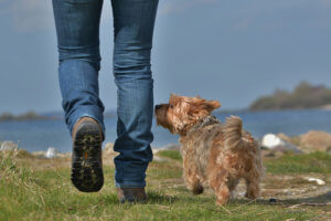 Mens en hond wandelend in de de natuur.