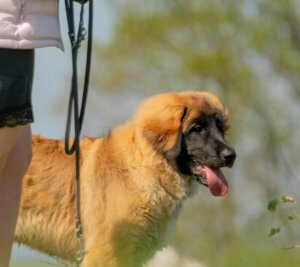 Puppy training Hondenschool In Contact Dreischor