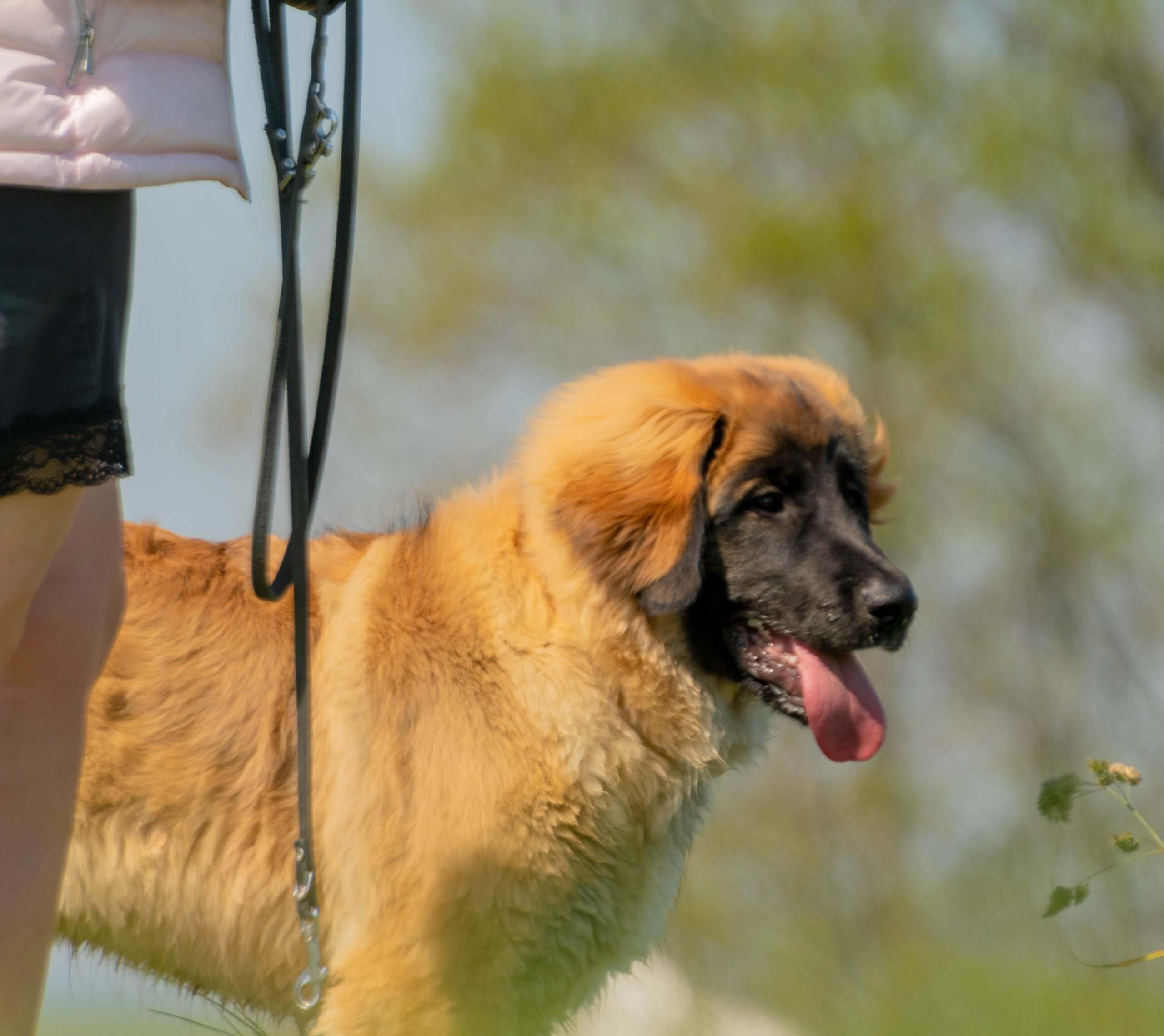 Puppy training Hondenschool In Contact Dreischor