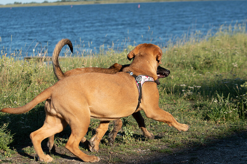 Je hond is ook maar een mens
