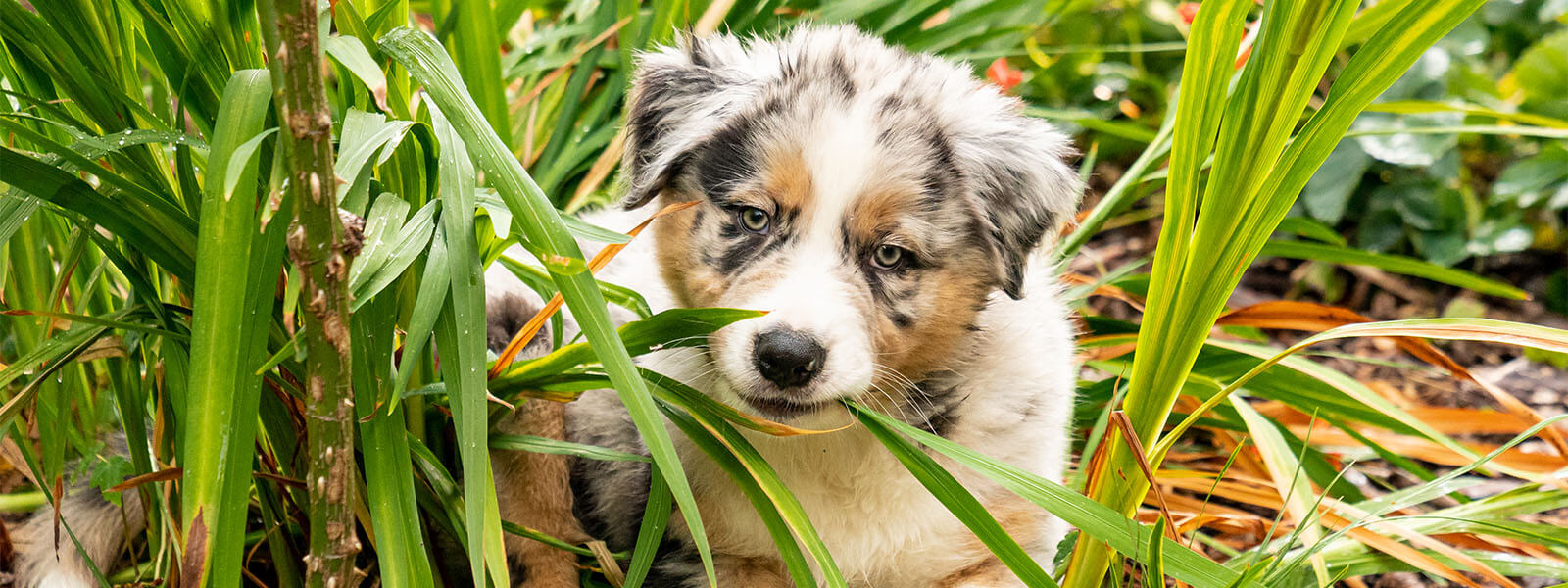 Hondenschool in contact Kind & hond cursus