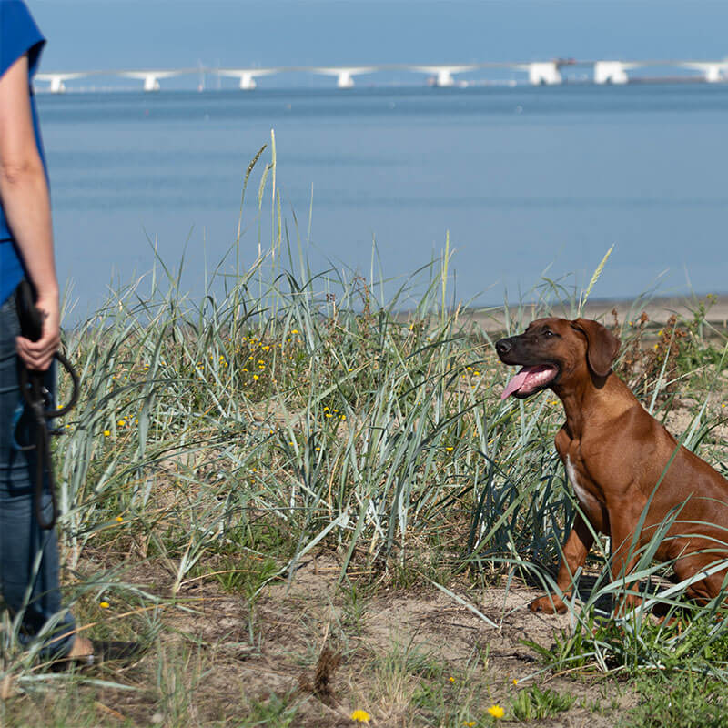 jong volwassen hond cursus