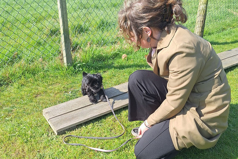 puppycursus
