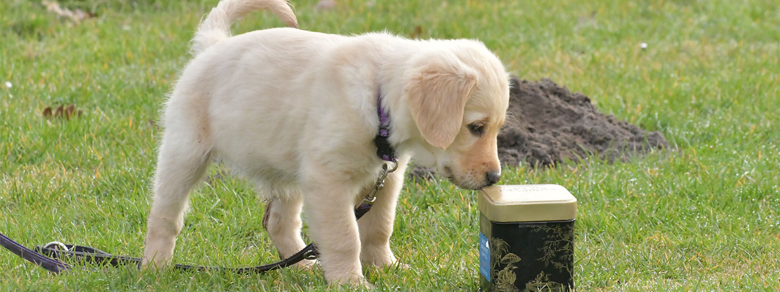 puppycursus