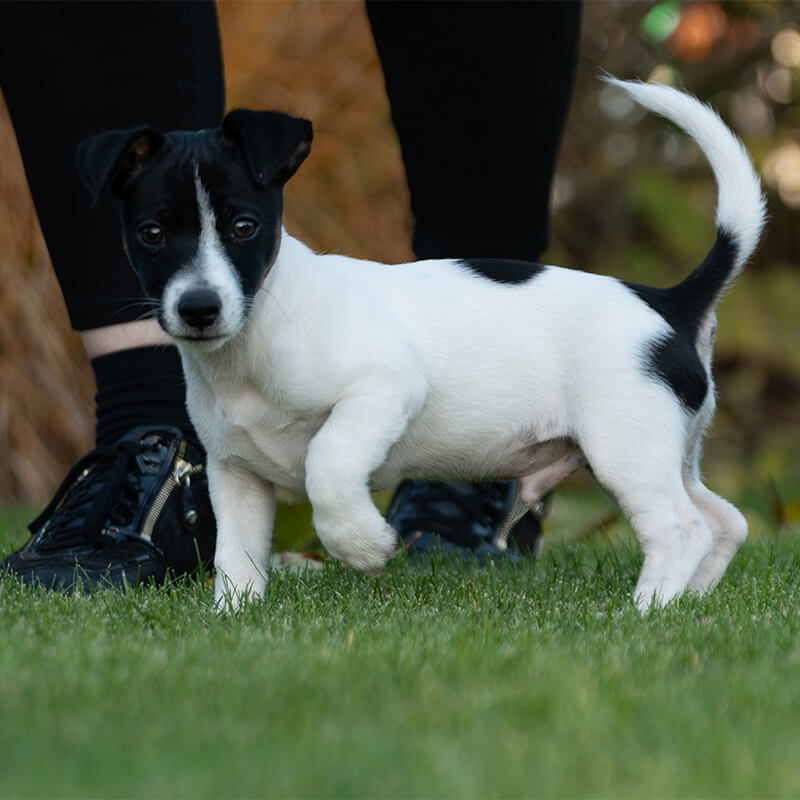 puppylessen