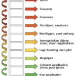 stressladder