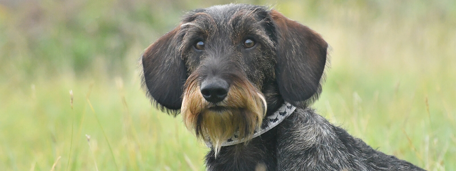 Jong volwassen hond cursus